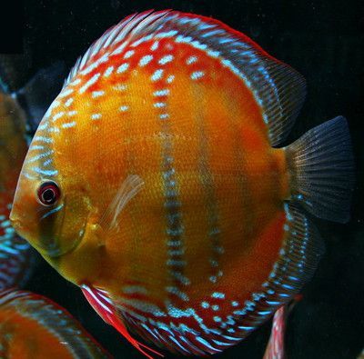 Red Alenquer Discus fish 2 inches Save £7