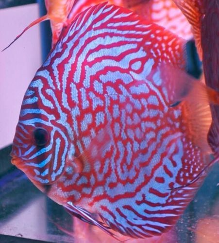 Red Royal Blue Discus 3 inches approx  SAVE £14