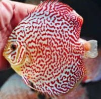 Ruby Mosiac  Discus 3.5 inches Save £8