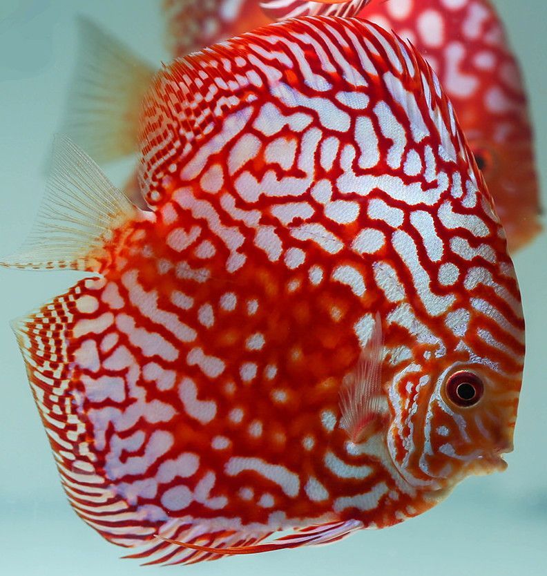 Red Panda Discus 3.5 inches Save £8