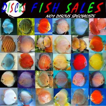 Discus For Sale