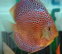 Penang Eruption 3.5 inches Save £15
