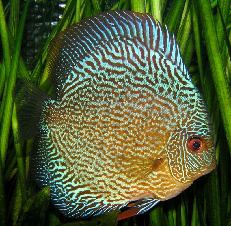 Blue Snake Skin Discus 3 inches approx Save £10