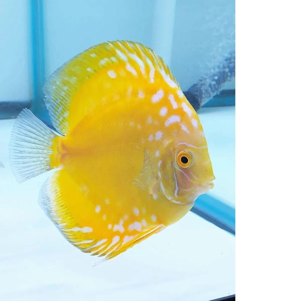 Yellow Crystal Discus 4/4.25 inches SAVE £12