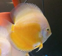 Yellow White Discus 4 inches approx SAVE £20