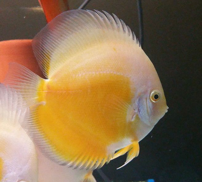 Yellow White Discus 4/4.25 inches SAVE £20