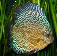 Blue Snake Skin Discus 2 inches SAVE £6