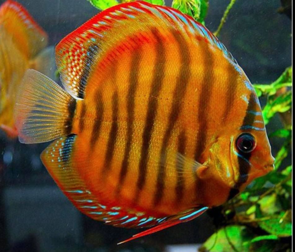 Red Alenquer Discus 2.5 inches SAVE £8
