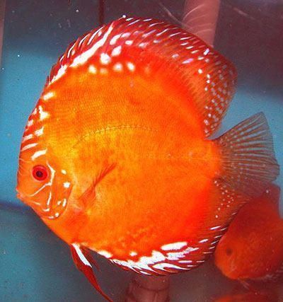 Red marlbourgh discus 2.5 inches SAVE £8