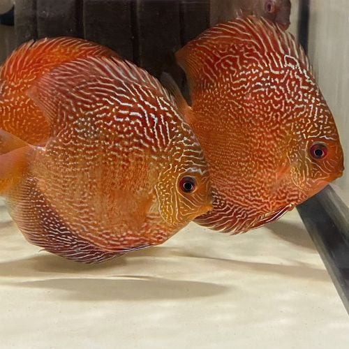 Red Snake Skin Discus 2 inches