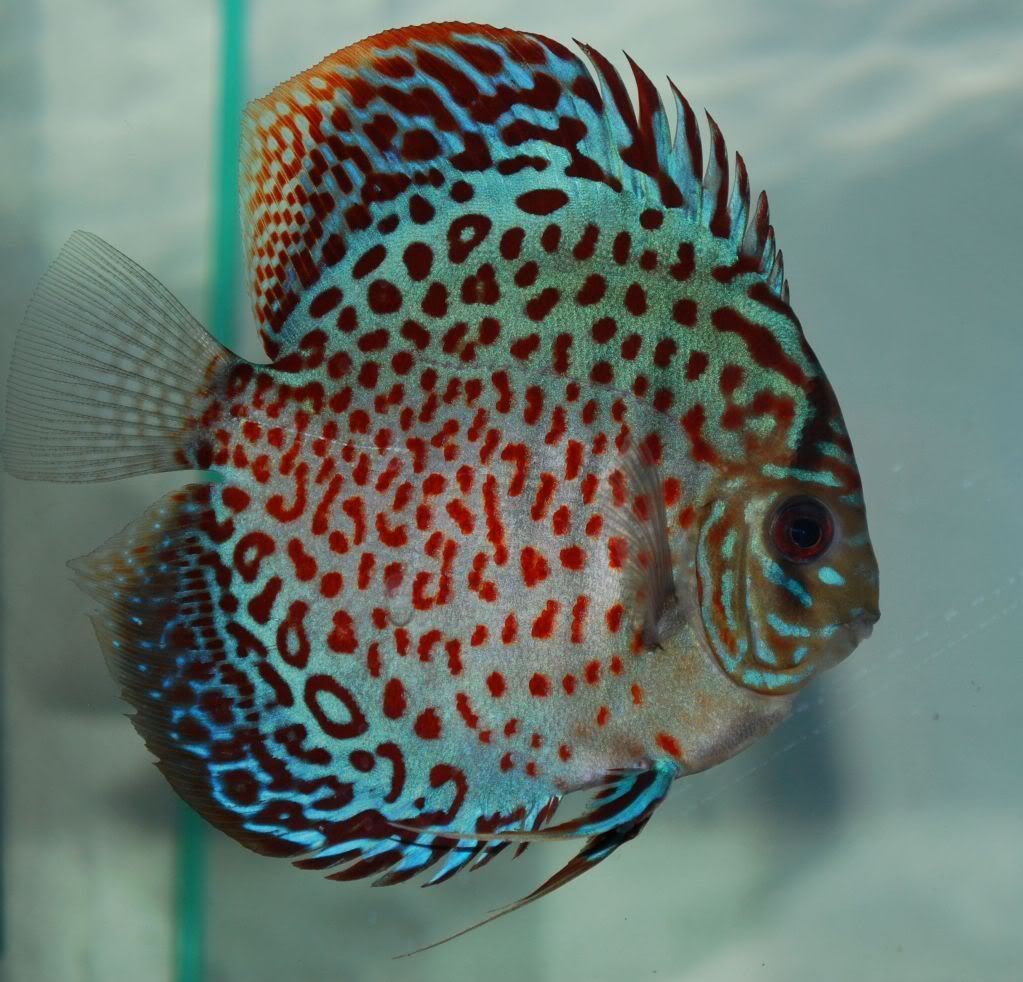 Photo #3 - Ring Leopard/pigeonblood Pair Discus