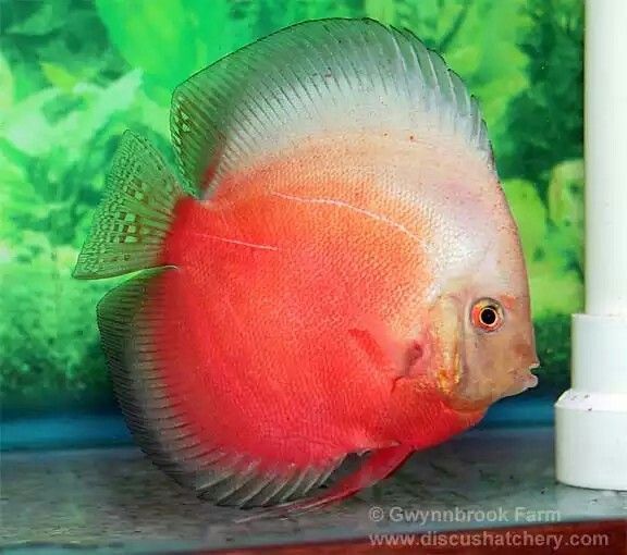 Red/White Discus 2 inches
