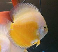 Yellow/White Discus 2.5/2.75 inches SAVE £6