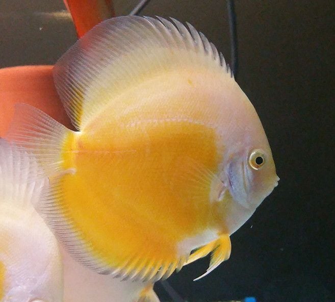 Yellow/White Discus 2 inches SAVE £6