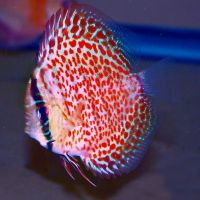 Leopard Snakeskin Discus 5 inches approx SAVE £15