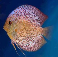 Penang Eruption Discus 4.5 inches approx SAVE £10