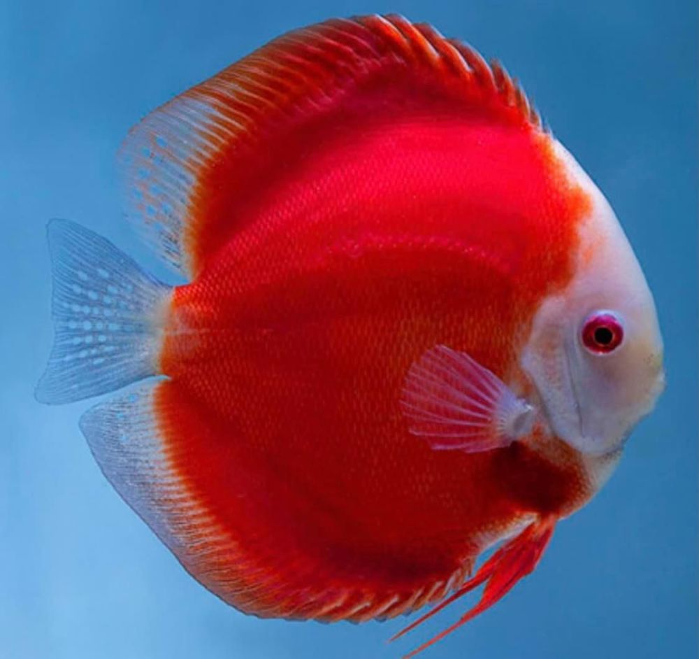 Super Red Melon Discus 4.5 inches SAVE £14