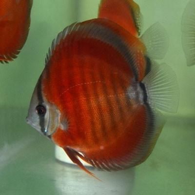 Rose Red Discus 2.5 inch approx