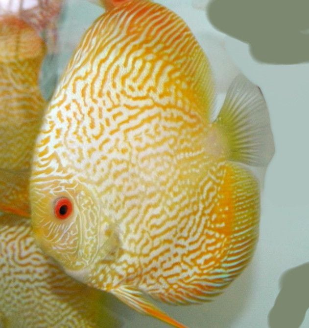 Yellow Pigeon Snake Skin Discus 3 inches approx SAVE £7