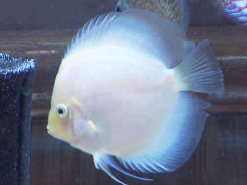 White Diamond Discus 2.5 inches approx SAVE £6
