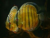 Yellow/Brown Wold Discus 4.5/4.75 inches SAVE £10