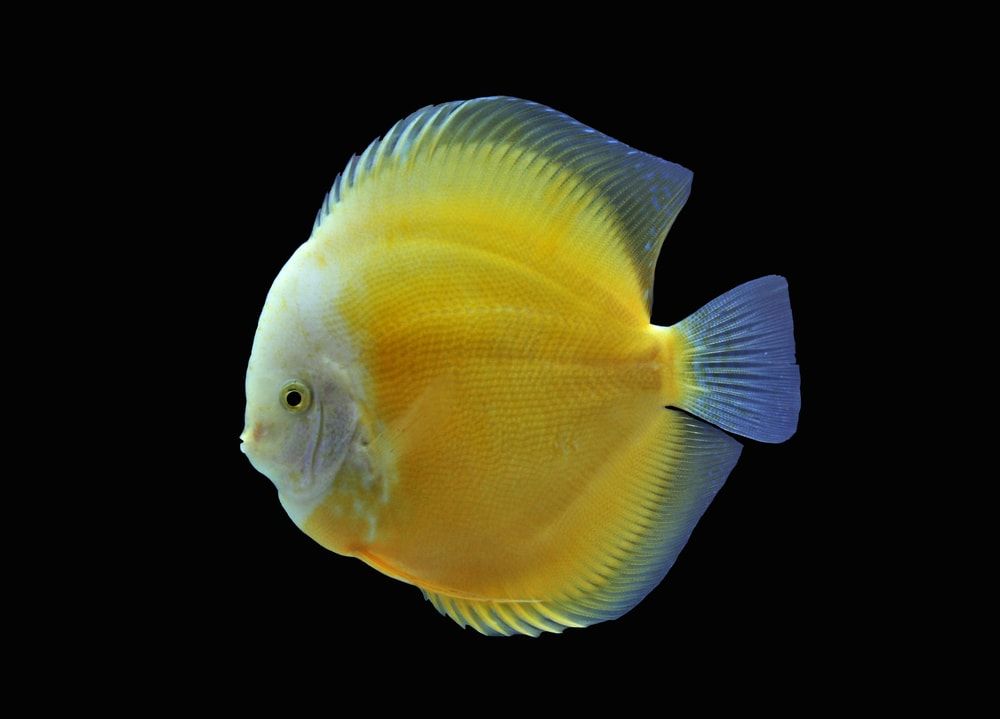 Yellow Diamond Discus 6 inches approx SAVE £16