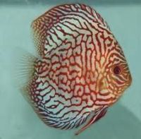 Blue Turq Discus approx 2 inches Save £8
