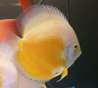 Yellow White Discus 2 inches SAVE £7