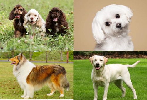 dogs