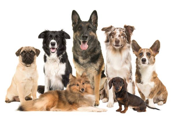 Dogs 7 this is a complete set of all 6 dog images on 6 mats