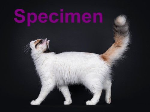 Cats 5