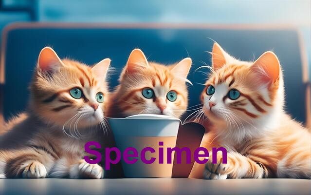 Cats 6