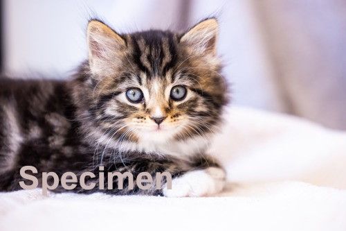 cat 1 b