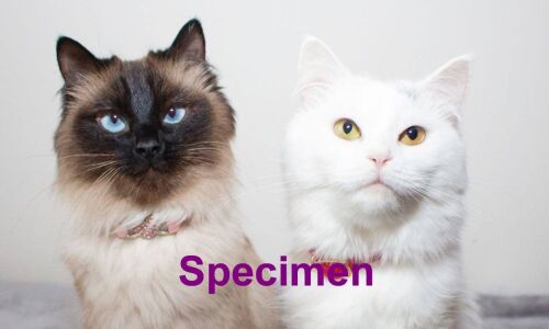 cat 4 b
