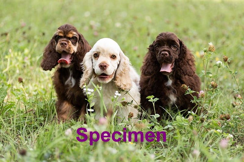 Dogs 1