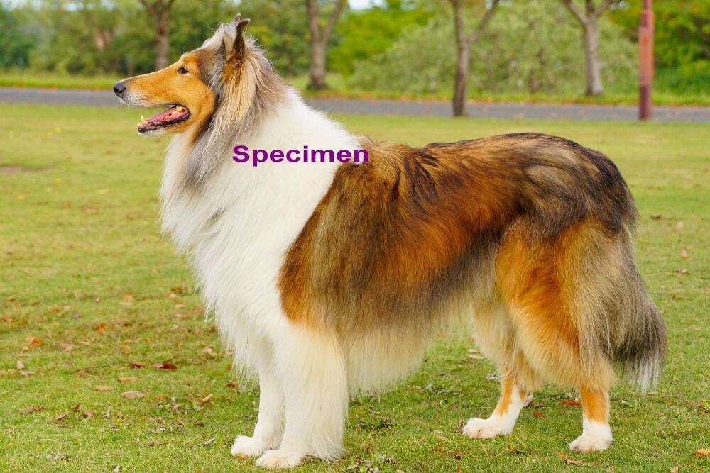 Dogs 3