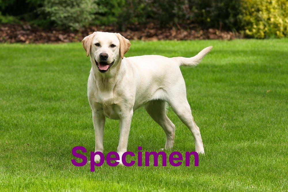 Dogs 4