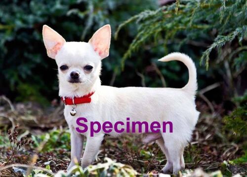 chihuahua b