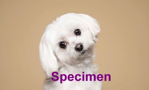 maltese b