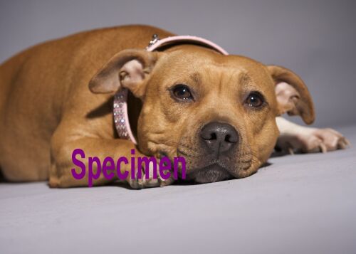 staffordshire-bull-terrier b