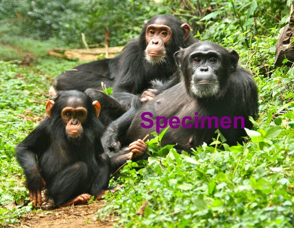 Chimpanzees