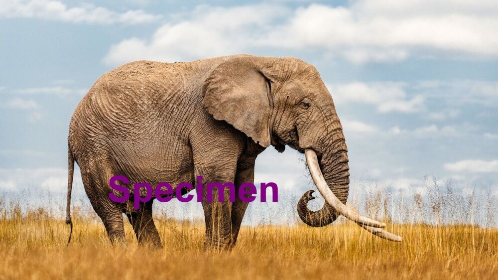 Elephant
