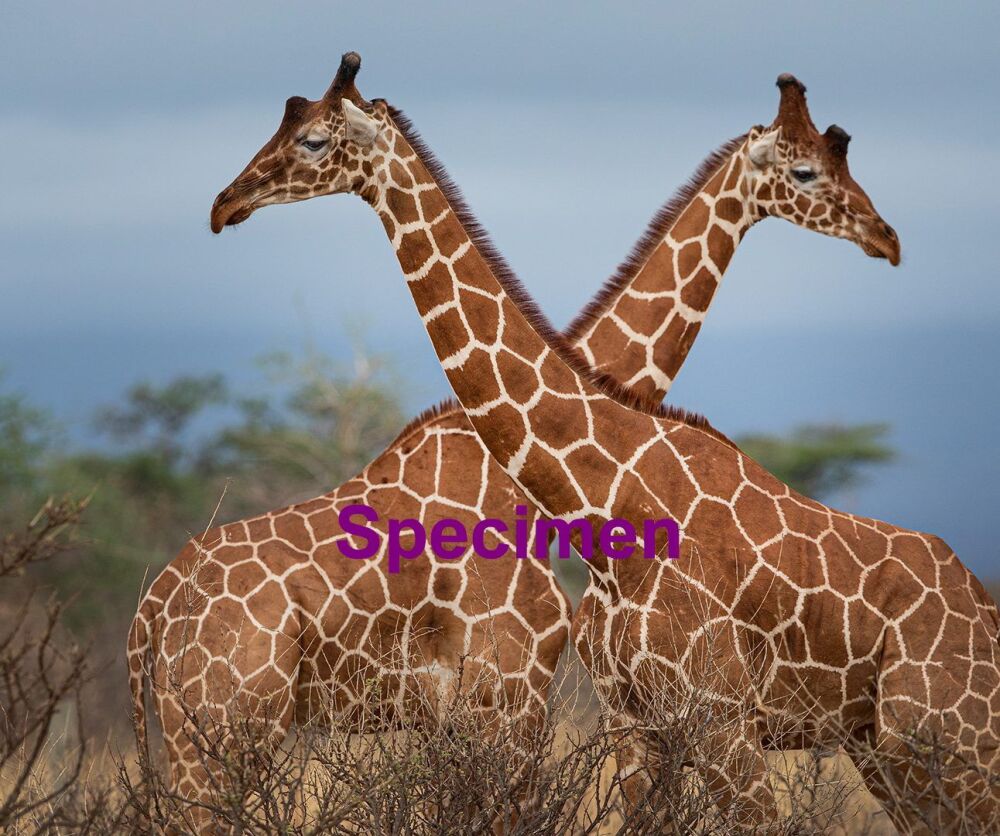 Giraffe
