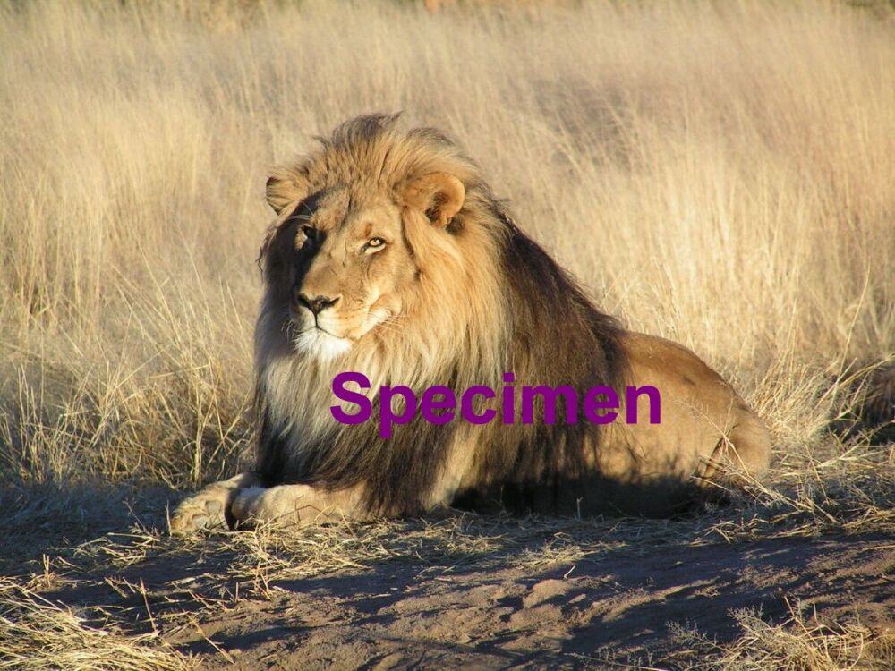 Lion