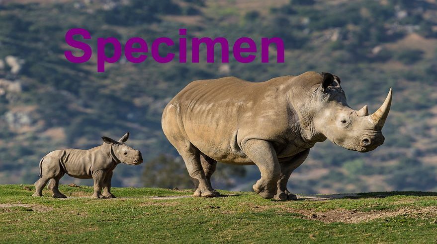 Rhino
