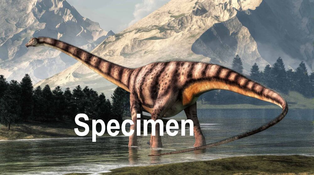 Diplodocus