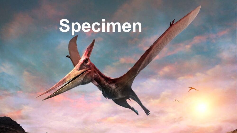 Pteradactyl