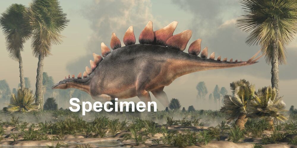 Stegasaurus