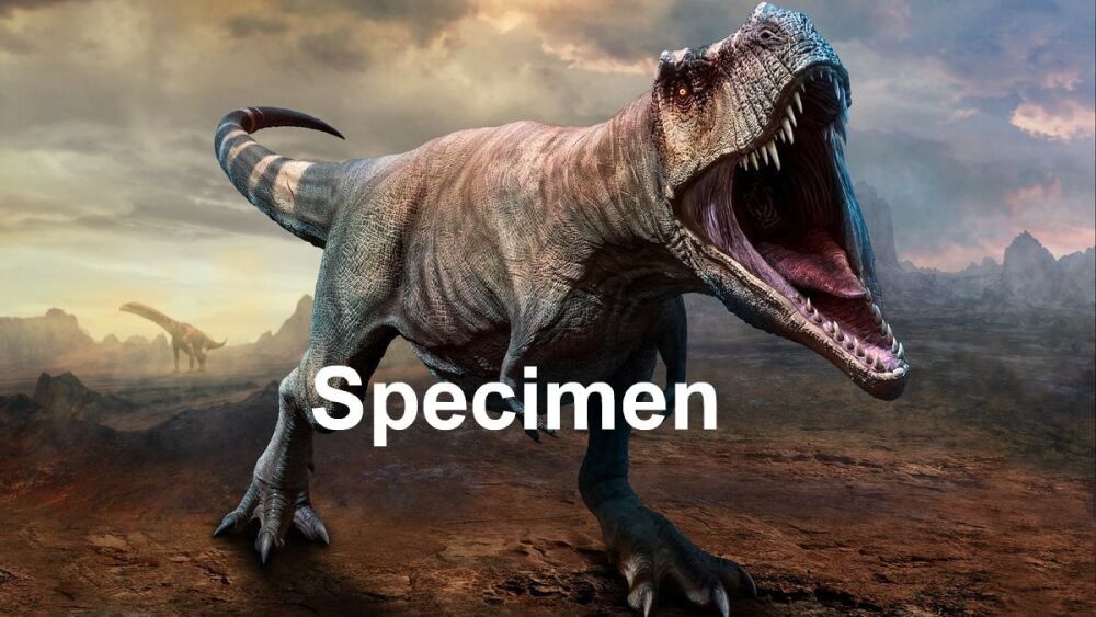 T Rex