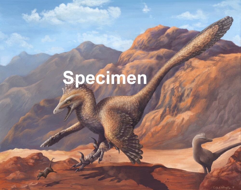 Valocaraptor